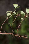 Eastern teaberry <BR>Wintergreen